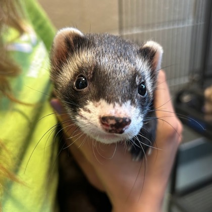 Rocket