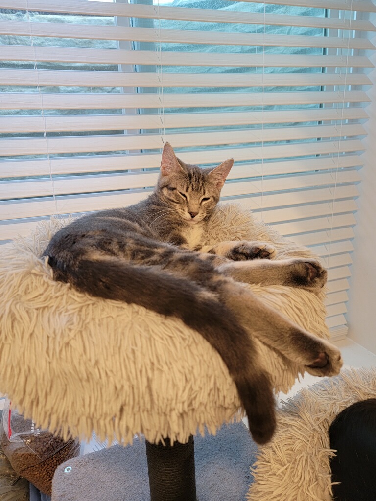 Egg Drop Soup FFA Wisconsin Humane Society