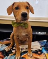 Django