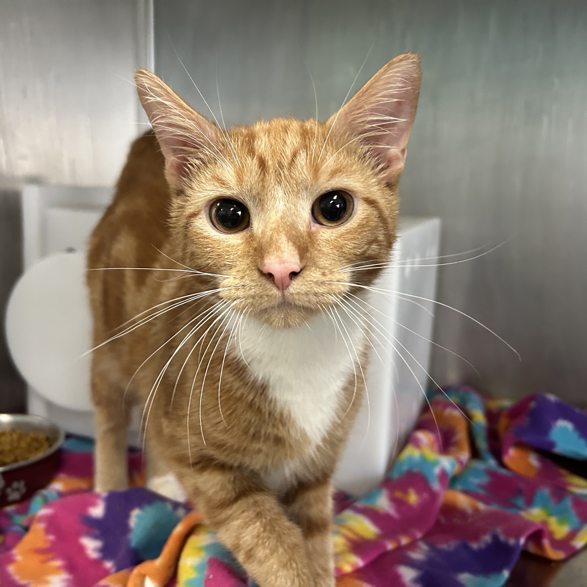 Mebu