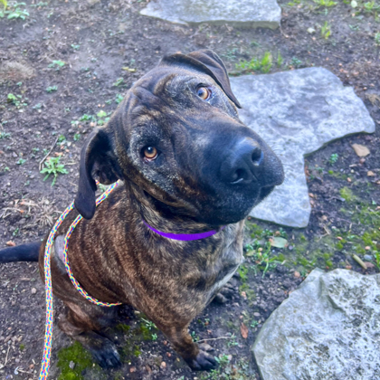 Axel