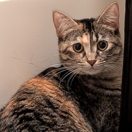 Ham