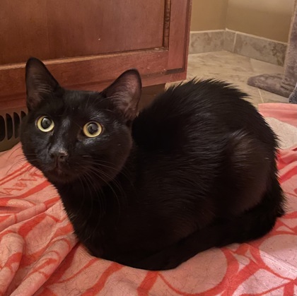 Nova