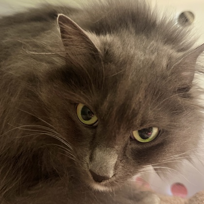 Gracie