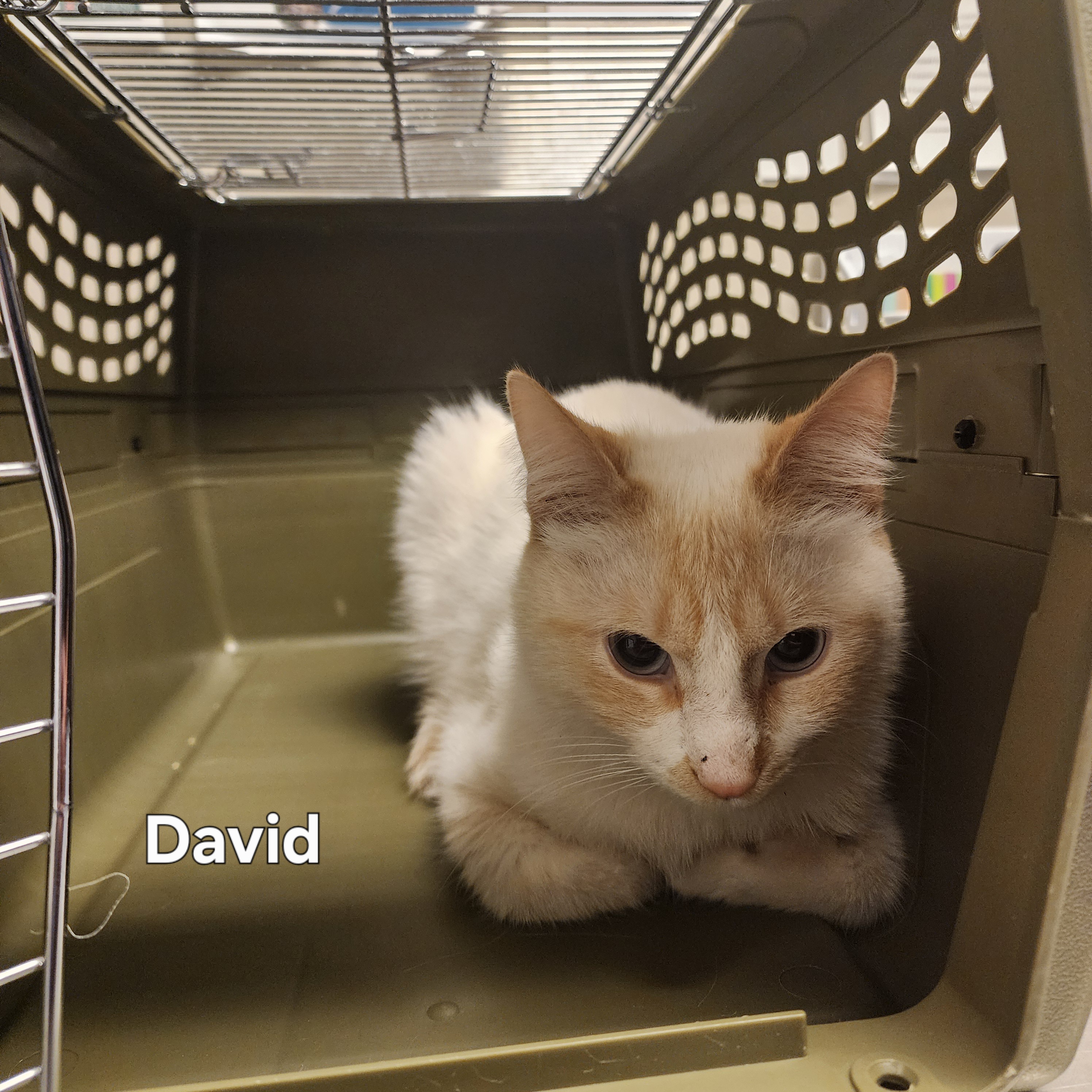 “David”