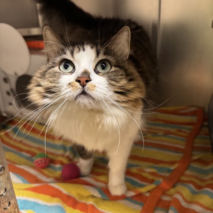 Whiskers