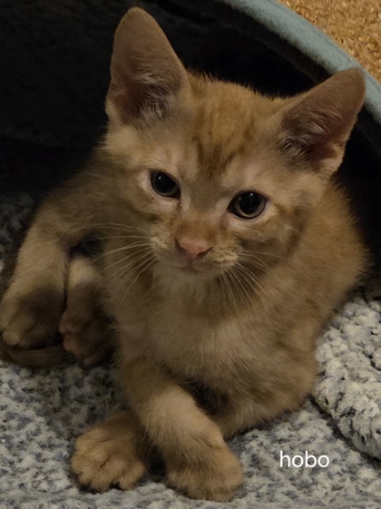 Jaffa Orange