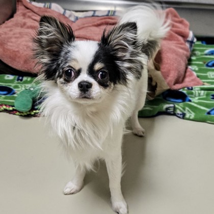 Chico