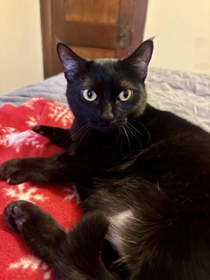 Nova