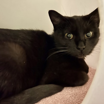 Nova
