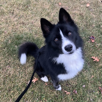 Dakota-Volunteer Pick!