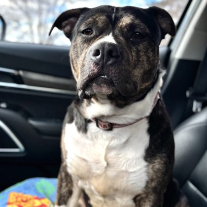 Gordita - Benchwarmer!