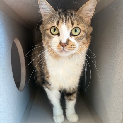 Bootsie