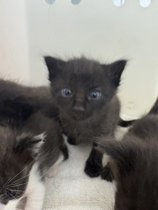 Coal