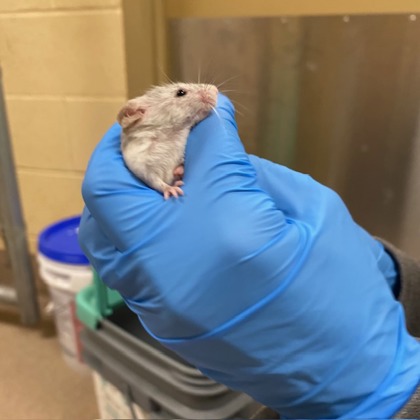 Parmesan