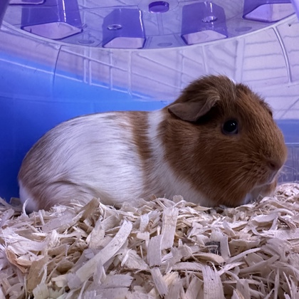 Almond
