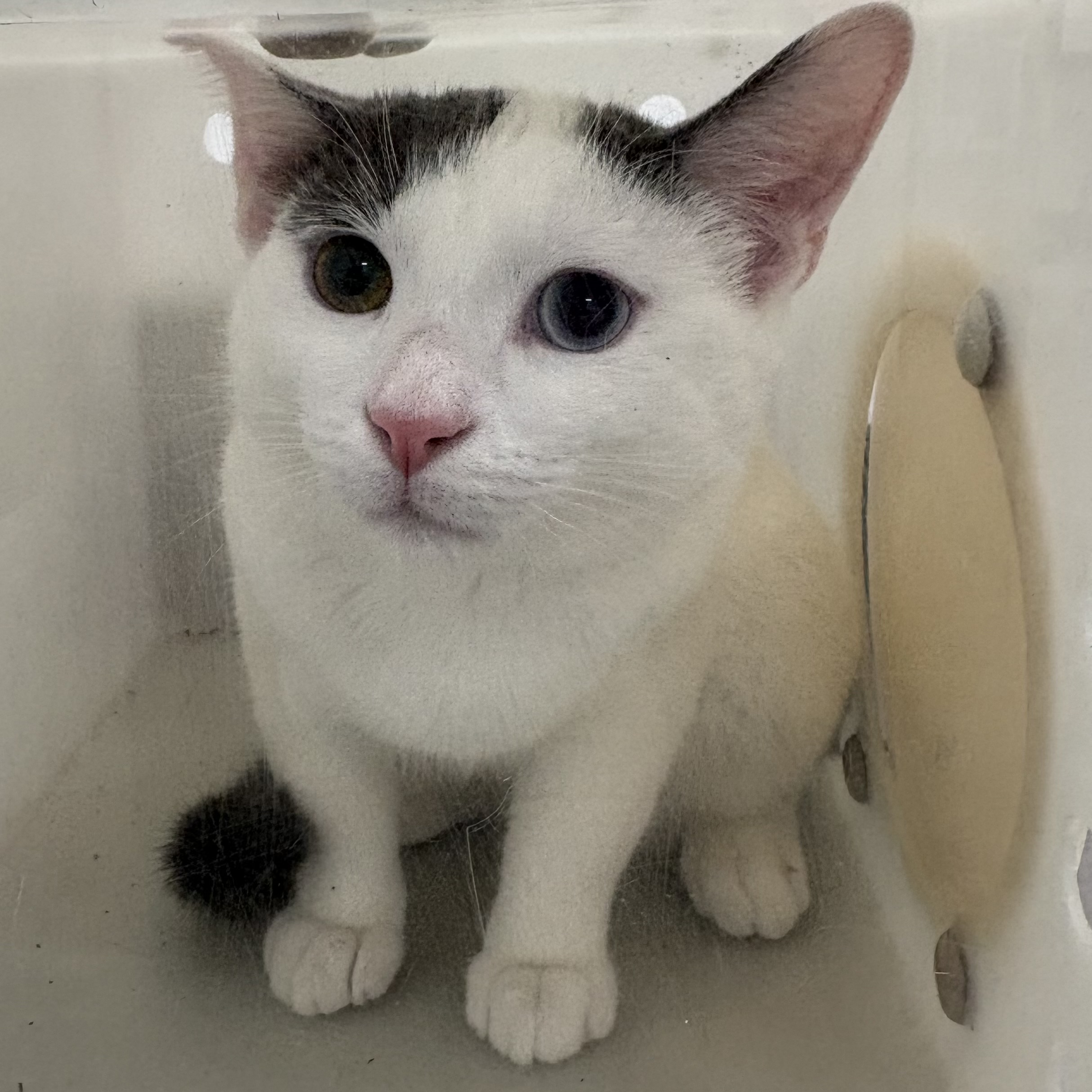 "Cashier" - Adoption Hold!