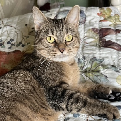 Bibi