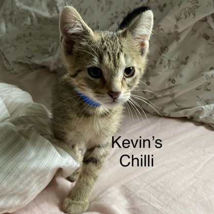 Kevin's Chili - Available from Foster