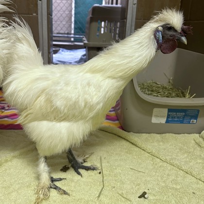 Cluckingham