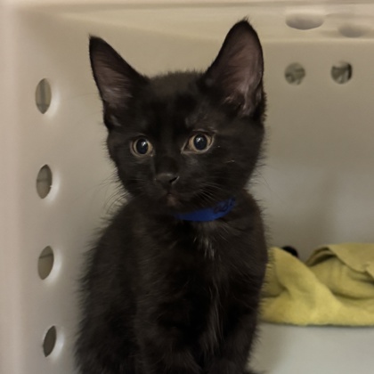 Kiki