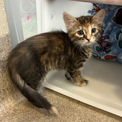 Clue - Available Fri. Mar. 6 @ 1pm