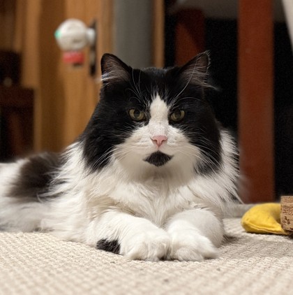 Pongo