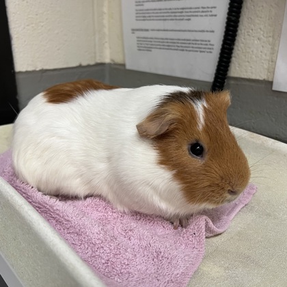 Pippin - Required Pair!