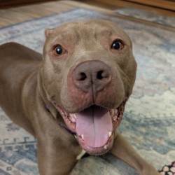 Bruno