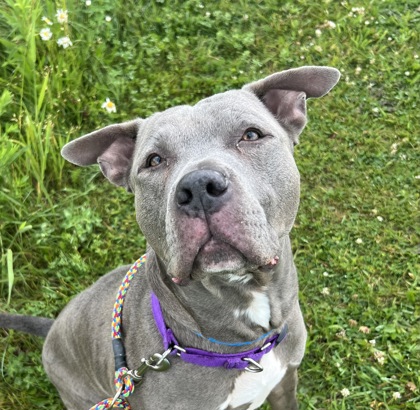 Kane - Staff & Volunteer Pick, Benchwarmer!