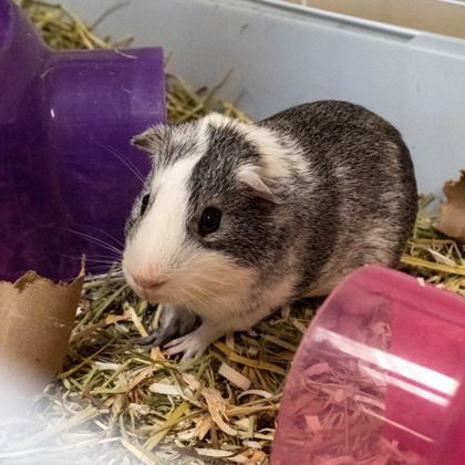 Dash - Required with Gordita