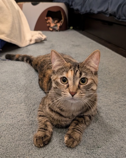 Ham