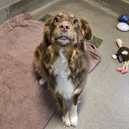 Coco - Video! Benchwarmer & Volunteer Pick!