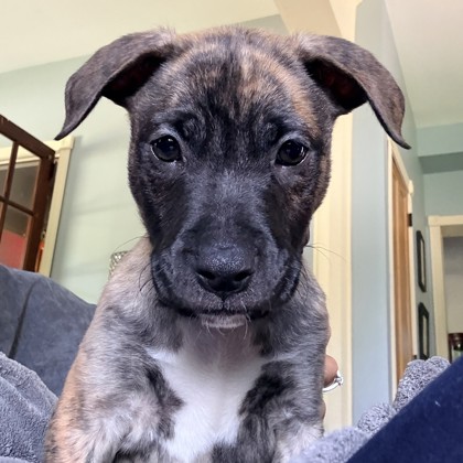 Scout