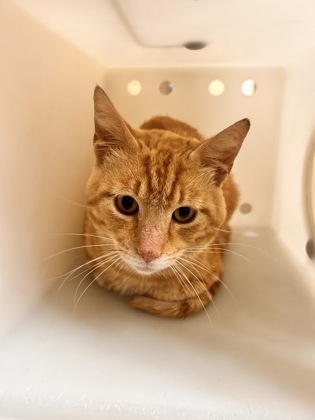 “Bugsy”