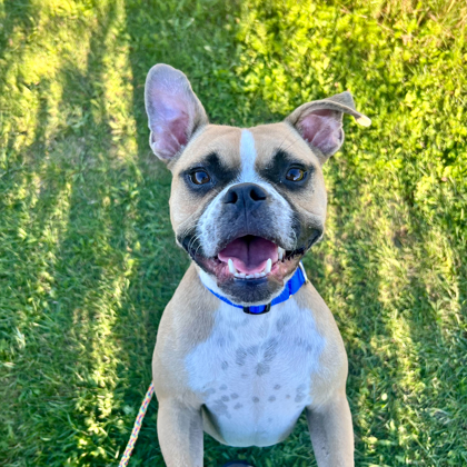 Xavi