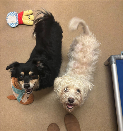 Max - Required Couple & Benchwarmer!