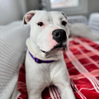 Pinky - Staff Pick & Benchwarmer! -