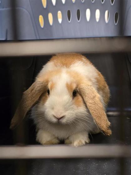 Pretty Bunny
