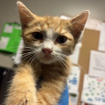 Garfield