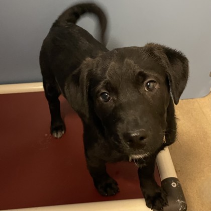 Millie - Available Tues. March 3 @ 12pm