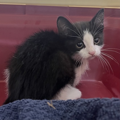 Tuxie