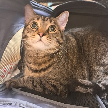 Ripley