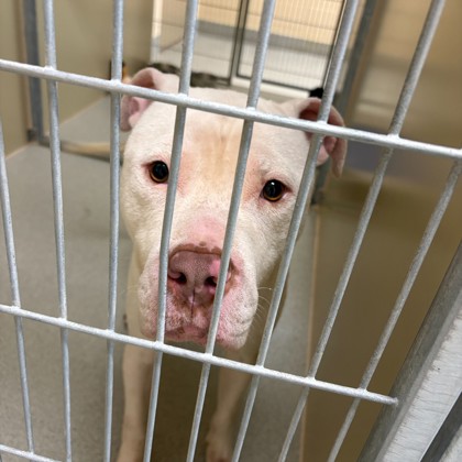 "Jody" - Adoption Hold!