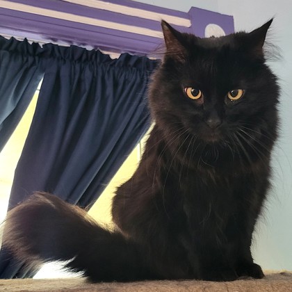 Bella
