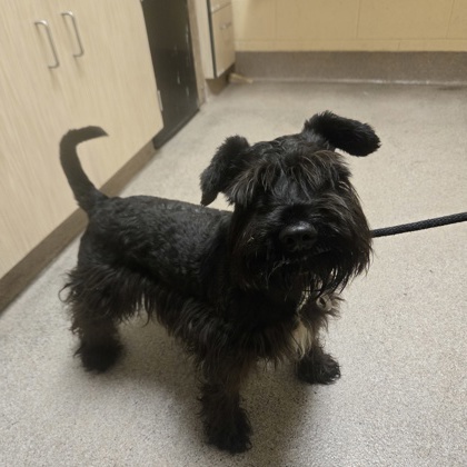 "Sheldon" Adoption Hold!