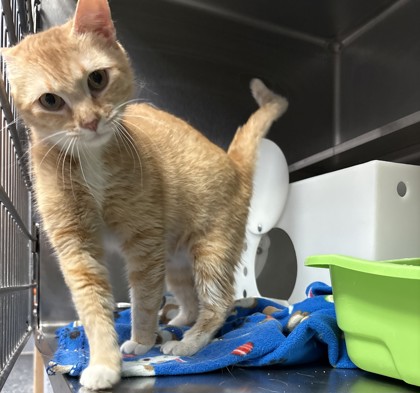 Garfield