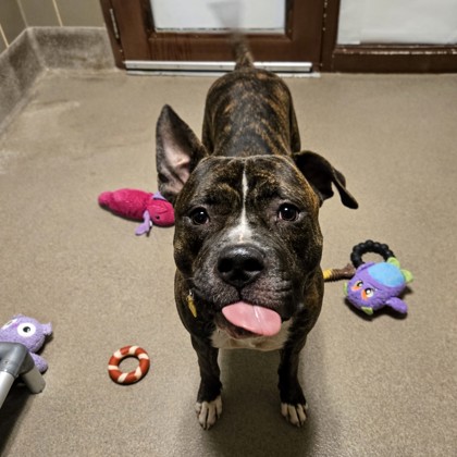 Peace - Benchwarmer & Volunteer Pick!