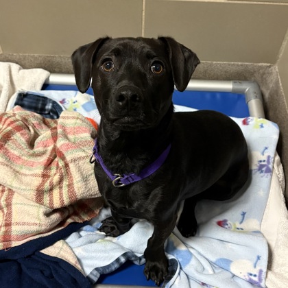 Maverick - Staff Pick!