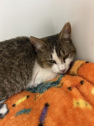 "Star"- Adoption Hold